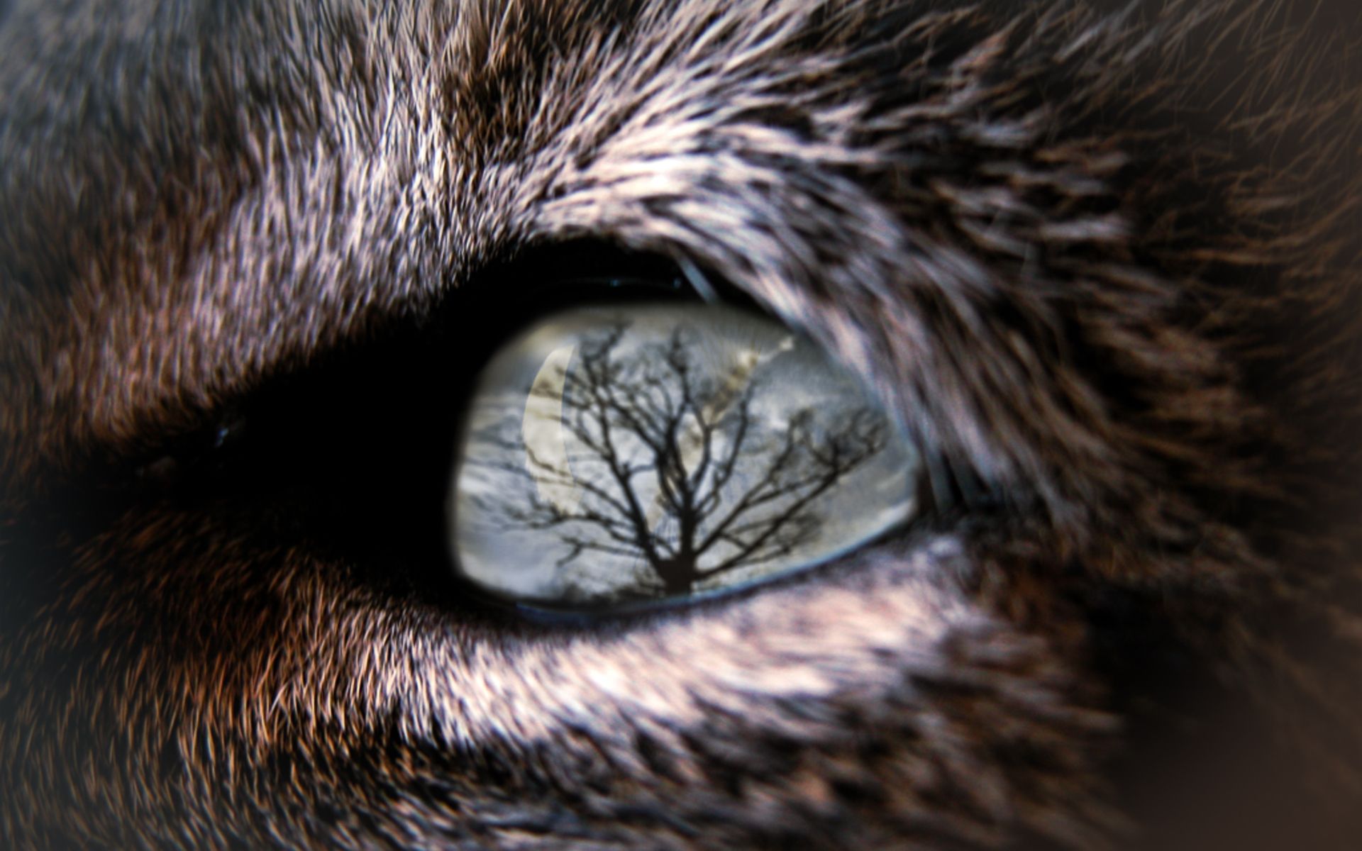 Wolf Auge